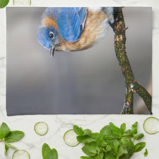Eastern Bluebird Kitchen Towel Theedoek (Gevouwen)