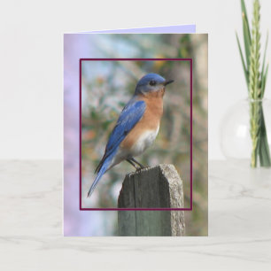 Eastern Bluebird Male Card Feestdagen Kaart