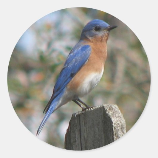Eastern Bluebird Mannelijke Sticker (Voorkant)