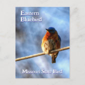 Eastern Bluebird Missouri State Bird Fotografie Briefkaart (Voorkant)