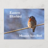 Eastern Bluebird Missouri State Bird Fotografie Briefkaart (Voorkant)