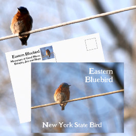 Eastern Bluebird New York State Bird Fotografie Briefkaart