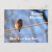 Eastern Bluebird New York State Bird Fotografie Briefkaart (Voorkant)