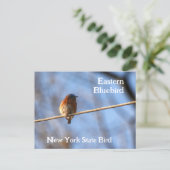 Eastern Bluebird New York State Bird Fotografie Briefkaart (Staand voorkant)