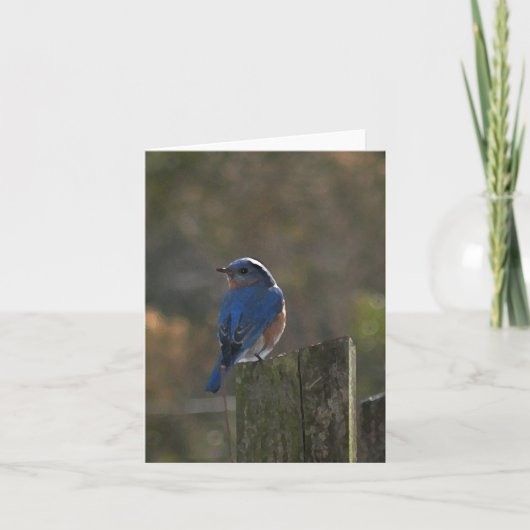 Eastern Bluebird Note-Kaart Kaart (Voorkant)