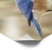 Eastern Bluebird Photo Print Foto Afdruk (Hoek)