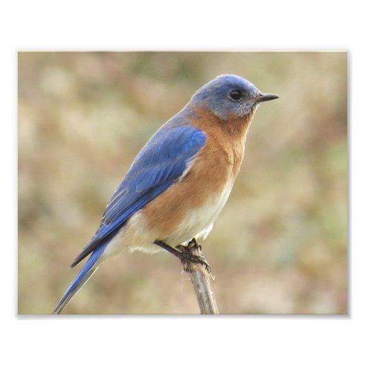 Eastern Bluebird Photo Print Foto Afdruk (Voorkant)