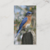 Eastern Bluebird Profile Card Visitekaartje (Achterkant)