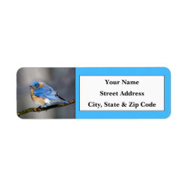 Eastern Bluebird Retouradreslabels Etiket