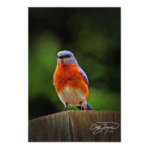 Eastern Bluebird Wall Decor Foto Foto Afdruk