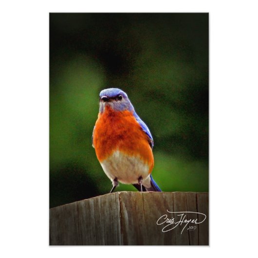 Eastern Bluebird Wall Decor Foto Foto Afdruk (Voorkant)