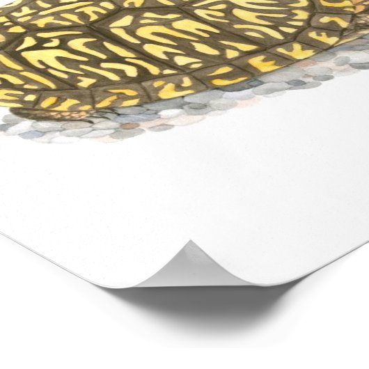 Eastern Box Turtle Fine Art Print (Hoek)