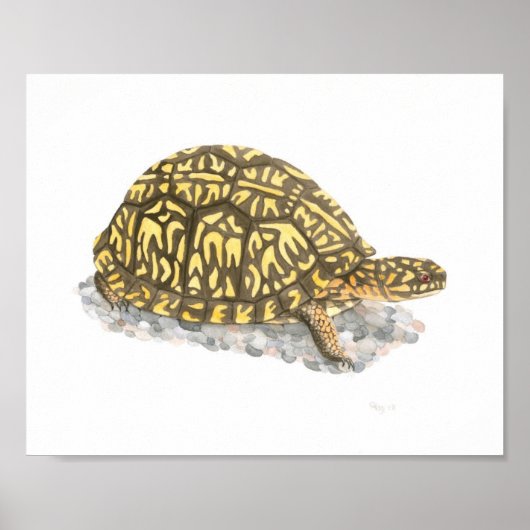 Eastern Box Turtle Fine Art Print (Voorkant)
