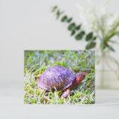 Eastern Box Turtle Louisiana Briefkaart (Staand voorkant)