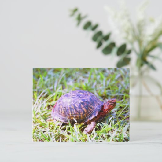 Eastern Box Turtle Louisiana Briefkaart (Staand voorkant)
