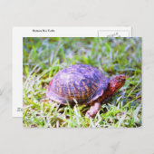 Eastern Box Turtle Louisiana Briefkaart (Voorkant / Achterkant)