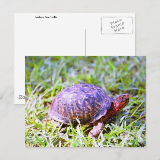 Eastern Box Turtle Louisiana Briefkaart (Voorkant / Achterkant)