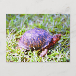 Eastern Box Turtle Louisiana Briefkaart