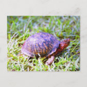 Eastern Box Turtle Louisiana Briefkaart (Voorkant)
