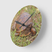 Eastern Box Turtle (North Carolina and Tennessee) Ronde Klok (Hoek)