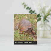 Eastern Box Turtle (North Carolina en Tennessee) Briefkaart (Staand voorkant)