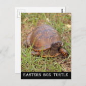 Eastern Box Turtle (North Carolina en Tennessee) Briefkaart (Voorkant / Achterkant)