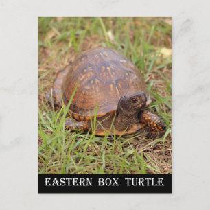 Eastern Box Turtle (North Carolina en Tennessee) Briefkaart