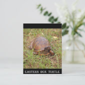 Eastern Box Turtle (North Carolina en Tennessee) Briefkaart (Staand voorkant)