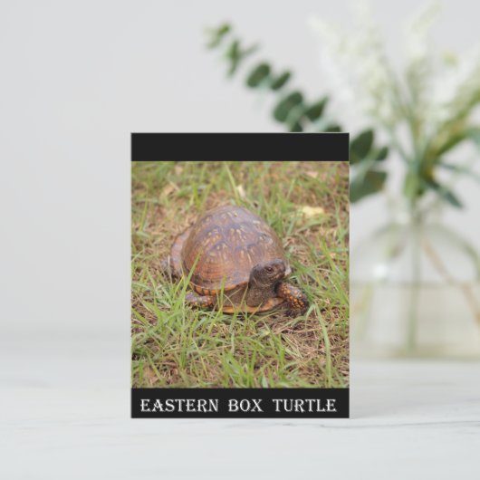 Eastern Box Turtle (North Carolina en Tennessee) Briefkaart (Staand voorkant)