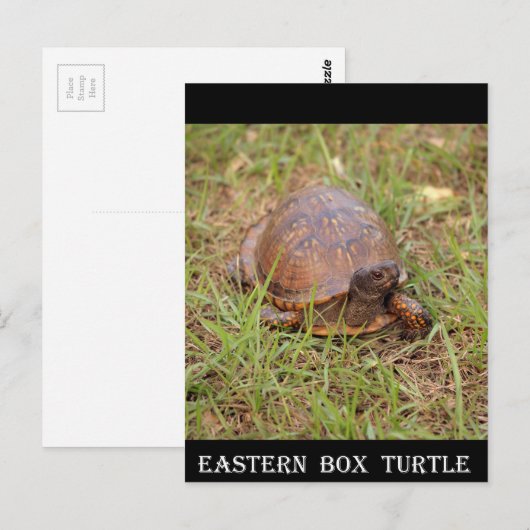 Eastern Box Turtle (North Carolina en Tennessee) Briefkaart (Voorkant / Achterkant)
