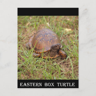 Eastern Box Turtle (North Carolina en Tennessee) Briefkaart