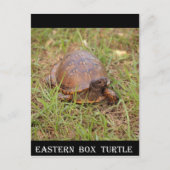 Eastern Box Turtle (North Carolina en Tennessee) Briefkaart (Voorkant)