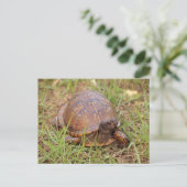 Eastern Box Turtle (North Carolina en Tennessee) Briefkaart (Staand voorkant)
