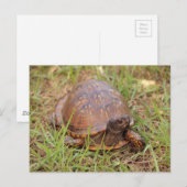 Eastern Box Turtle (North Carolina en Tennessee) Briefkaart (Voorkant / Achterkant)