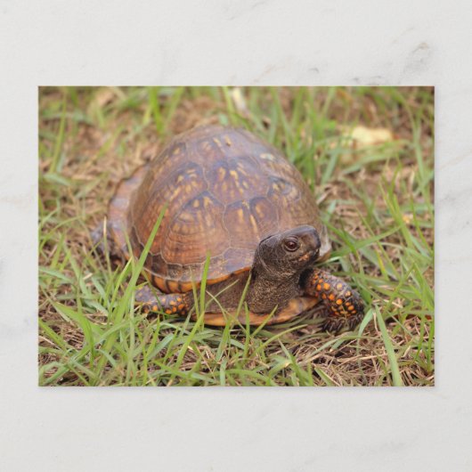Eastern Box Turtle (North Carolina en Tennessee) Briefkaart (Voorkant)
