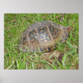 Eastern Box Turtle Peking Poster (Voorkant)