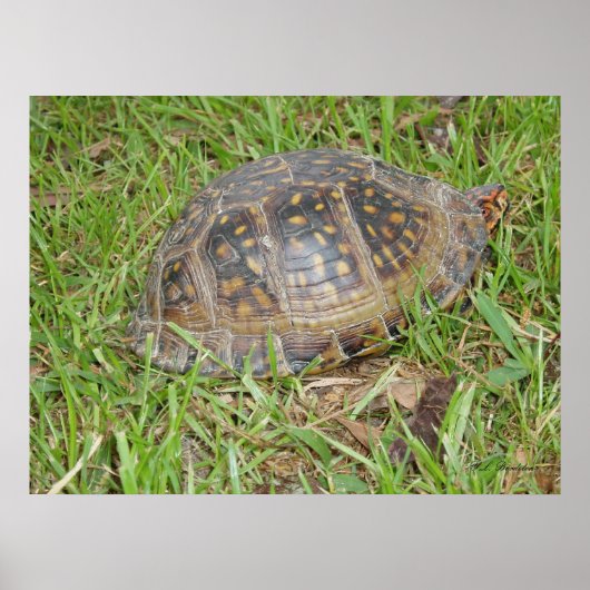 Eastern Box Turtle Peking Poster (Voorkant)