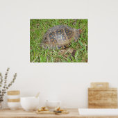 Eastern Box Turtle Peking Poster (Keuken)