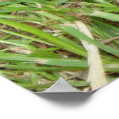 Eastern Box Turtle Peking Poster (Hoek)