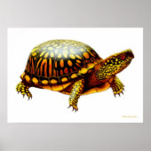 Eastern Box Turtle Print (Voorkant)