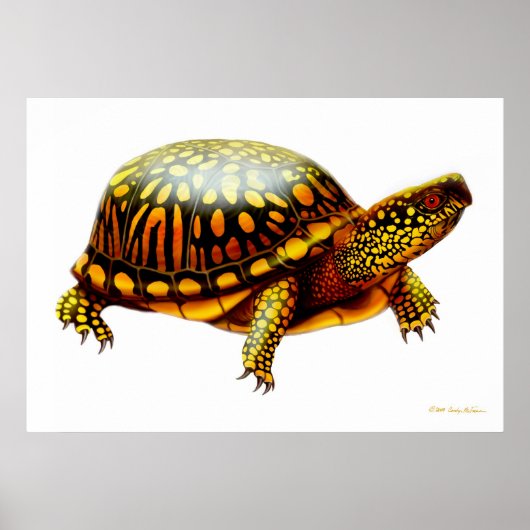Eastern Box Turtle Print (Voorkant)