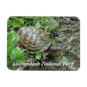 Eastern Box Turtle, Shenandoah National Park Magneet