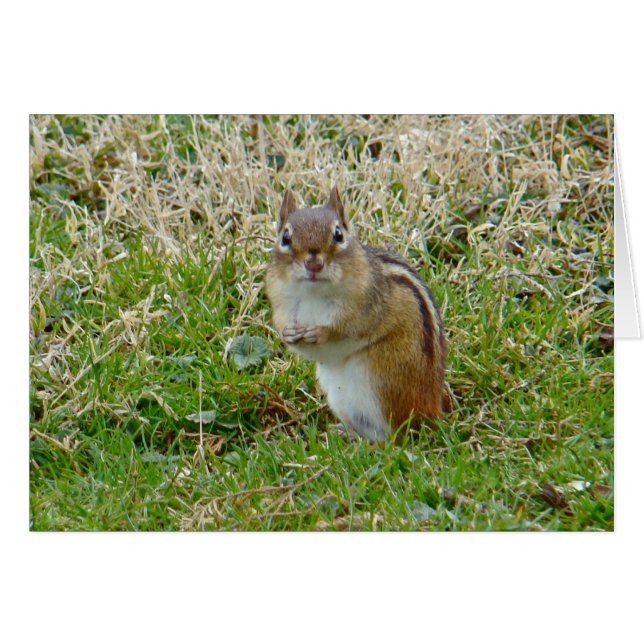 Eastern Chipmunk (Voorkant Horizontaal)