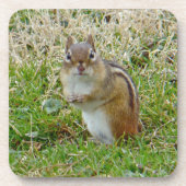 Eastern Chipmunk Bier Onderzetter (Voorkant)