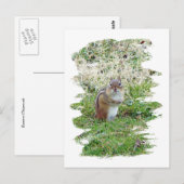 Eastern Chipmunk Briefkaart (Voorkant / Achterkant)