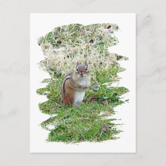 Eastern Chipmunk Briefkaart (Voorkant)