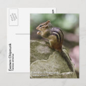 Eastern Chipmunk Briefkaart (Voorkant / Achterkant)