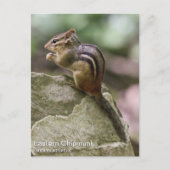Eastern Chipmunk Briefkaart (Voorkant)