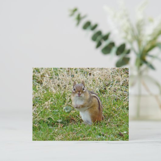 Eastern Chipmunk Briefkaart (Staand voorkant)