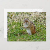 Eastern Chipmunk Briefkaart (Voorkant / Achterkant)